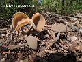 Helvella macropus-amf886